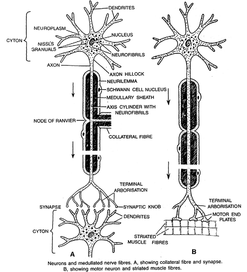 2126_structure of nerve fibre or neuron.png